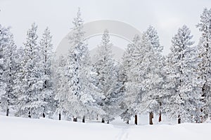 Scenic winter landscape with snow-covered trees in Rocky Mountain National Park