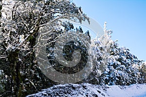 Scenic winter landscape with snow covered trees and shrubs on the roadside. Winter wonderland