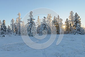 Scenic winter landscape in the taiga