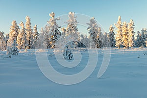 Scenic winter landscape in the taiga