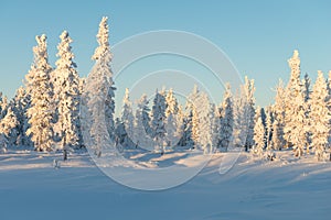 Scenic winter landscape in the taiga