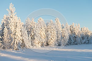 Scenic winter landscape in the taiga