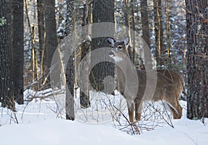 Scenic winter landscape.  Whitetail deer doe
