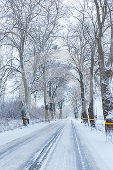 scenic winter road between Trees