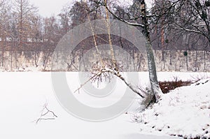 Scenic winter season in the Pushcha-Vodytsia. Picturesque landscape of frozen lake and shore with unusual birch tree trunk