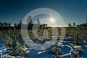 Scenic winter Sunset, Sun shine from blue sky over young pine tree plants, reforestation or forestation, natural or intentional