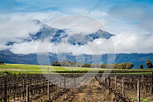 Scenic winter vineyard with a Canola and mountain background