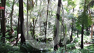 Scenic wooded area in Hakgala botanical garden Sri lanka