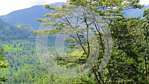 Scenic wooded area in Nuwaraeliya Sri lanka