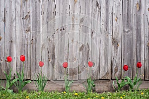 Scenic wooden fence with flowers and grass