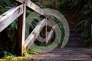 Scenic wooden railing situated near a narrow path leading up to a tranquil forest