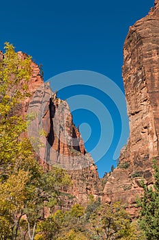 Scenic Zion Narrows Landscape in Fall