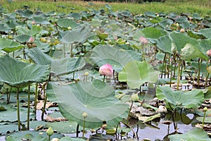 Scenics of beautiful lotus pond.