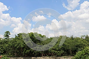 Scenics of the forest with cloudy sky on bright day.