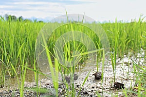 Scenics of the green rice field in the summer.