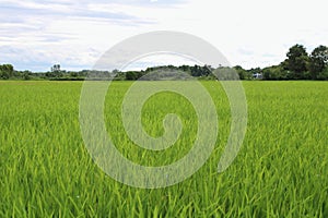 Scenics of the green rice field in the summer.