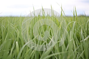 Scenics of rice field on bright day.