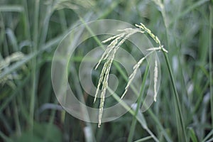 Scenics of rice field on bright day.