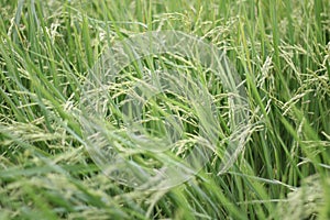 Scenics of rice field on bright day.