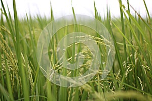 Scenics of rice field on bright day.