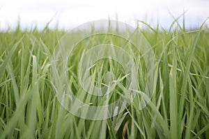 Scenics of rice field on bright day.