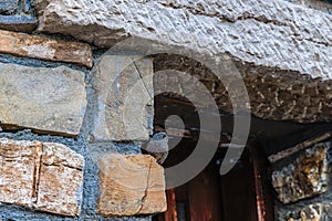 A scenics view of a little black bird on a stone wall in the mountain