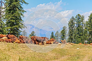 A scenics view of a Tarentaise cattle herd in a mountain pasture in the French Alps under a majestic blue sky and some white