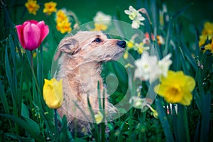 The scent of flowers for a dog