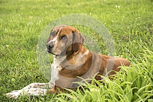 Scent hound dog closeup