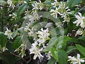 With a scent of Jasmin