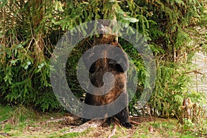 A big female grizzly bear scratches her back on a tree