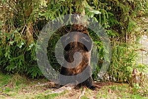 A big female grizzly bear scratches her back on a tree