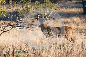 Scent marking of tree photo