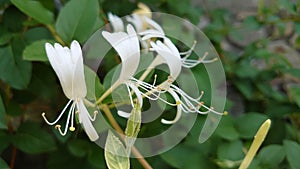 Scented bush flowers blooming for pollination