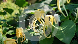 Scented bush flowers blooming for pollination