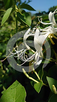 Scented bush flowers blooming for pollination