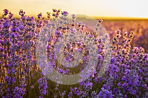 scented flowers in the lavender fields