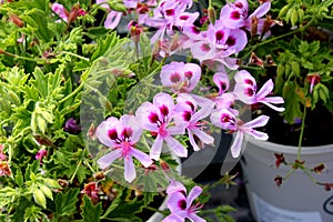 Scented Geranium, Pelargonium graveolens `Citronella`