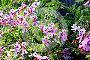 Scented Geranium, Pelargonium graveolens `Citronella`