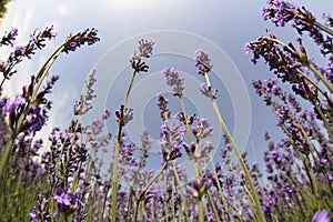 Scented lavender flowers field under blue sky