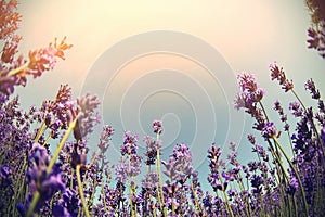 Scented lavender flowers field under blue sky