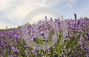 Scented lavender flowers field under blue sky