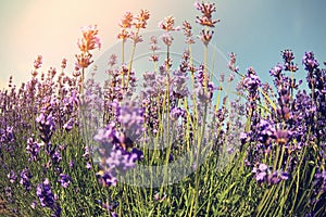 Scented lavender flowers field under blue sky