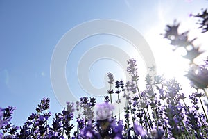 Scented lavender flowers field under blue sky