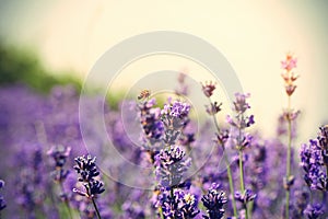 Scented lavender flowers in growth at field