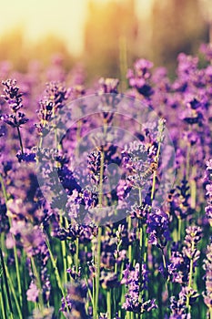 Scented lavender flowers in growth at field