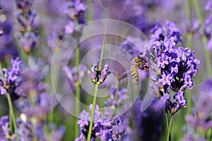 Scented lavender flowers in growth at field