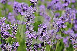 Scented lavender flowers in growth at field