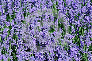 Scented lavender flowers in growth at field