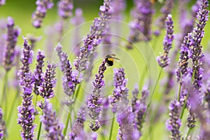 Scented lavender flowers